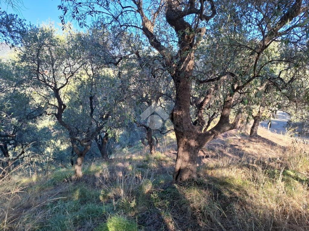 Agricultural land Strada Catella, Diano Marina - photo 3