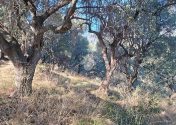 Terreno agricolo Strada Catella, Diano Marina - foto 2