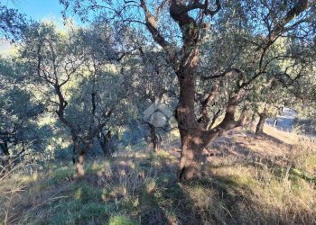 Terreno agricolo Strada Catella, Diano Marina - foto 3