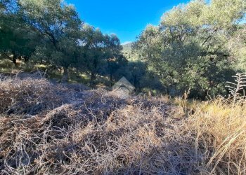 Terreno agricolo Strada Catella, Diano Marina - foto 4