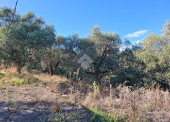 Terreno agricolo Strada Catella, Diano Marina - foto 5