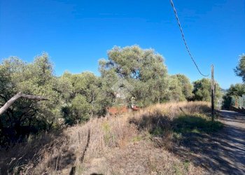Terreno agricolo Strada Catella, Diano Marina - foto 6