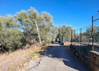 Terreno agricolo Strada Catella, Diano Marina - foto 7