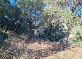 Terreno agricolo Strada Catella, Diano Marina - foto 8