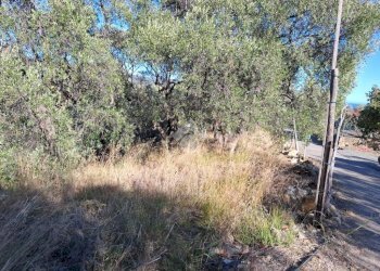 Terreno agricolo Strada Catella, Diano Marina - foto 9