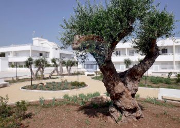 Giardino - Trilocale Via Alfredo Giovine
 
73, Bari - foto 15