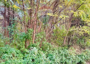 Terreno - Terreno edificabile Romagnano Sesia - foto 8