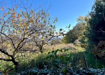 Terreno - Casa indipendente via Duca d'Aosta, 38, Pettinengo - foto 21