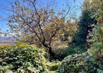 Terreno - Casa indipendente via Duca d'Aosta, 38, Pettinengo - foto 22