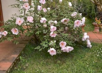 peonia ingresso (2).jpg - Appartamento Via Alcide de Gasperi, Scarperia e San Piero - foto 4