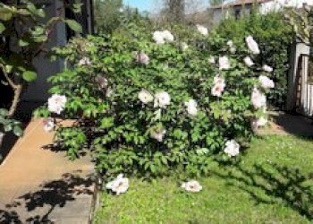 peonia da giardno.jpg - Appartamento Via Alcide de Gasperi, Scarperia e San Piero - foto 26