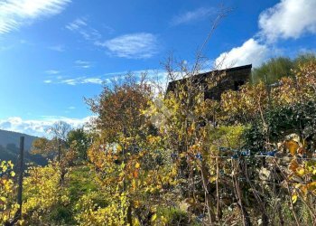 Rustico Strada Vigne Nuove, Vallebona - foto 15