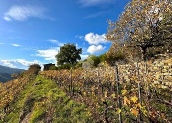 Rustico Strada Vigne Nuove, Vallebona - foto 16