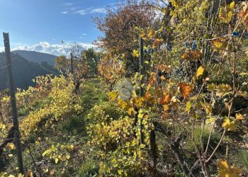 Rustico Strada Vigne Nuove, Vallebona - foto 17