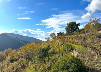 Rustico Strada Vigne Nuove, Vallebona - foto 18