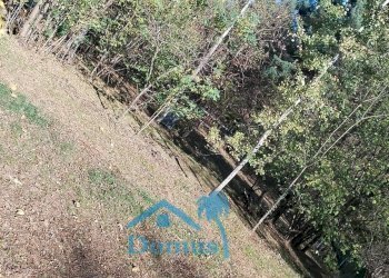 Foto 15 - Terreno agricolo strada bironera, Cantalupa - foto 15