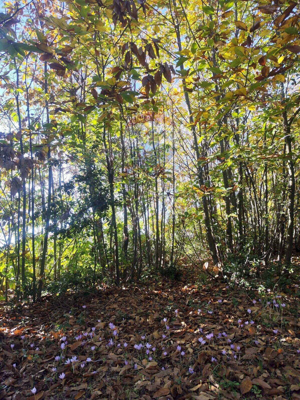 Giardino - Agricultural land Via Montarello
 
63/C, Pedara - photo 1