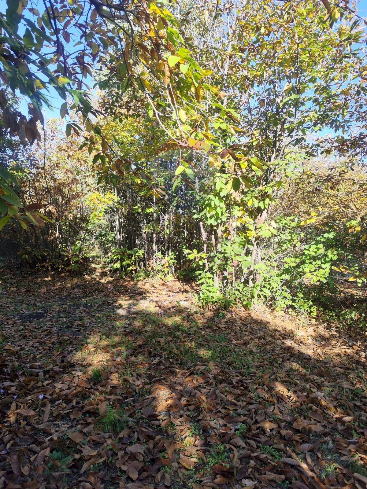 Giardino - Agricultural land Via Montarello
63/C, Pedara - photo 2