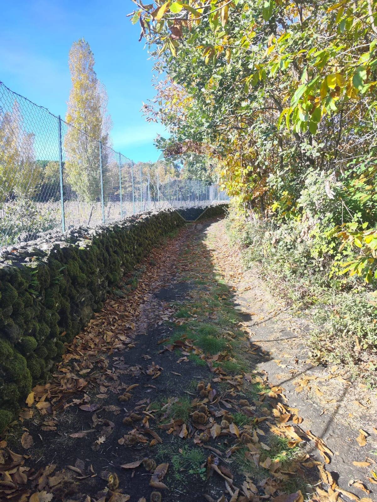 Giardino - Agricultural land Via Montarello
63/C, Pedara - photo 3