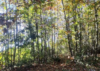 Giardino - Agricultural land Via Montarello
 
63/C, Pedara - photo 1