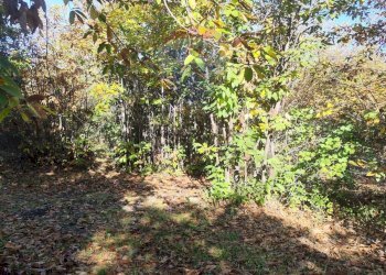 Giardino - Agricultural land Via Montarello
 
63/C, Pedara - photo 2