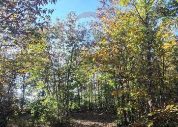 Giardino - Agricultural land Via Montarello
 
63/C, Pedara - photo 4