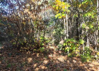 Giardino - Agricultural land Via Montarello
 
63/C, Pedara - photo 5