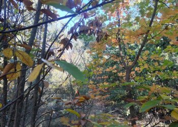 Giardino - Agricultural land Via Montarello
 
63/C, Pedara - photo 7