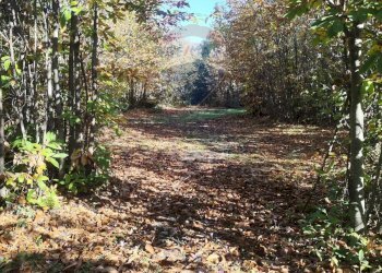 Giardino - Agricultural land Via Montarello
 
63/C, Pedara - photo 9