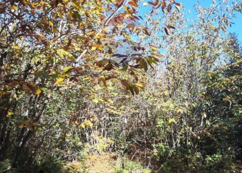 Giardino - Agricultural land Via Montarello
 
63/C, Pedara - photo 10