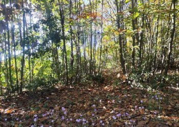 Giardino - Agricultural land Via Montarello
 
63/C, Pedara - photo 11