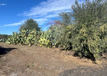 Giardino - Terreno agricolo STRADA COMUNALE DECIMA
 
SN, Belpasso - foto 5