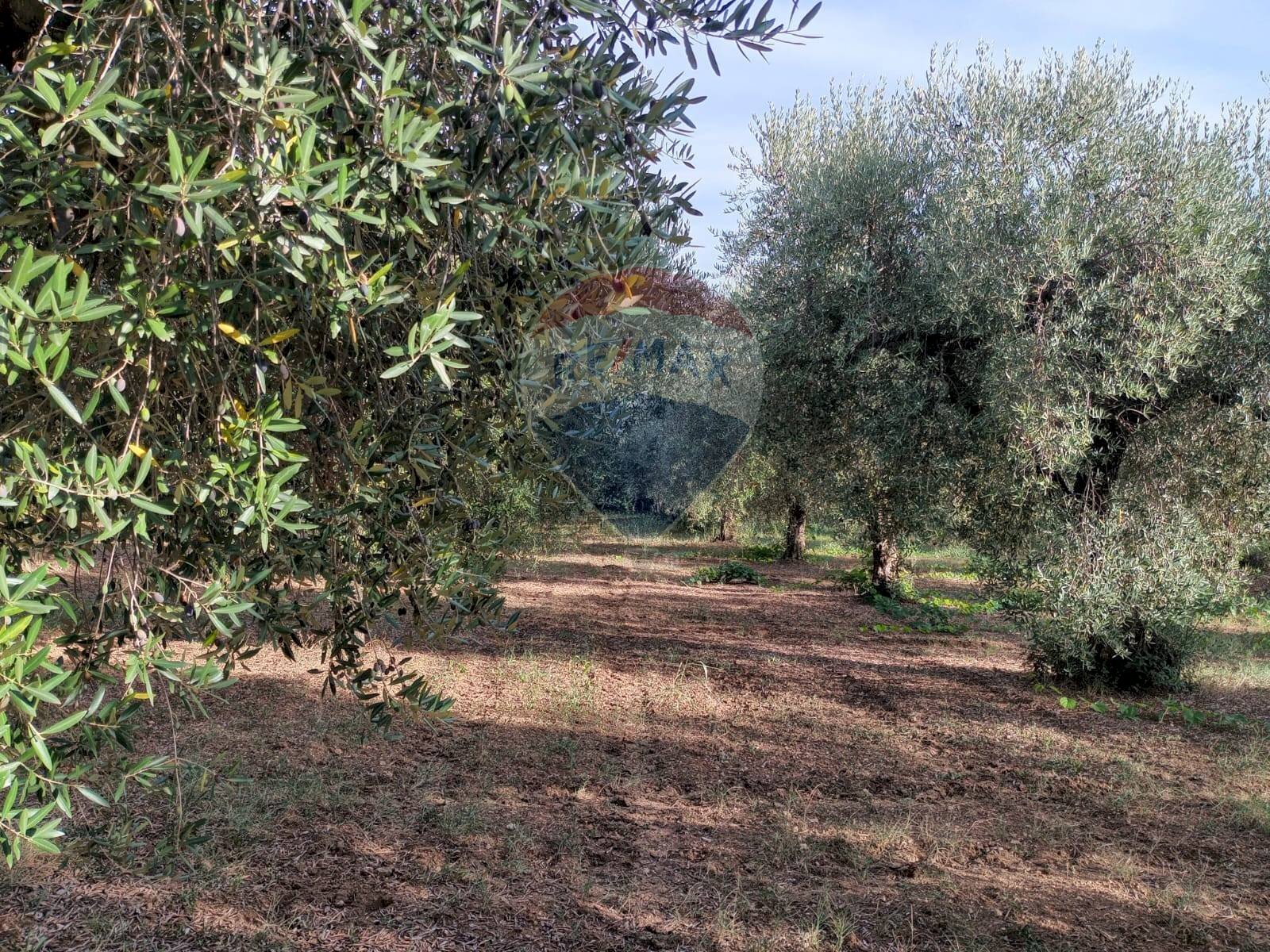 Giardino - Agricultural land c.da Foreste, Miglianico - photo 3