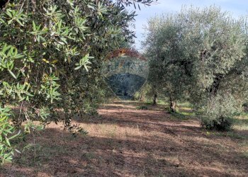 Giardino - Terreno agricolo c.da Foreste, Miglianico - foto 2