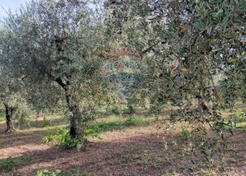 Giardino - Terreno agricolo c.da Foreste, Miglianico - foto 4