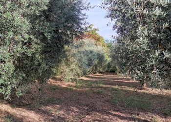 Giardino - Terreno agricolo c.da Foreste, Miglianico - foto 5