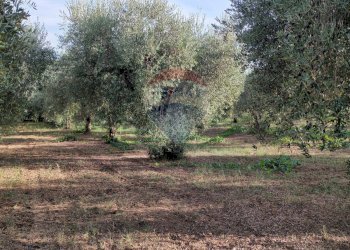 Giardino - Terreno agricolo c.da Foreste, Miglianico - foto 7