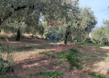 Giardino - Terreno agricolo c.da Foreste, Miglianico - foto 8