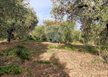 Giardino - Terreno agricolo c.da Foreste, Miglianico - foto 9