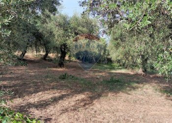 Giardino - Terreno agricolo c.da Foreste, Miglianico - foto 10