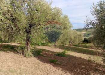 Giardino - Terreno agricolo c.da Foreste, Miglianico - foto 11