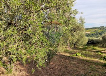 Giardino - Terreno agricolo c.da Foreste, Miglianico - foto 12