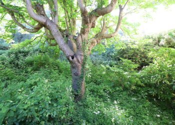 vendesi rustico da ristrutturare luccaIMG_0097.JPG - Casale Guamo 34A, Capannori - photo 21