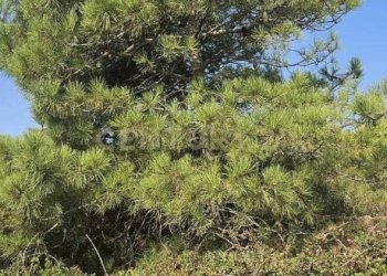 WhatsApp Image 2025-10-28 at 18.03.19.jpeg - Casa indipendente Vicolo del Tufo 12, Pantelleria - foto 16