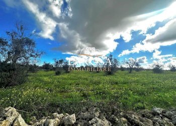 12.jpg - Agricultural land SP229 154, Vernole - photo 12