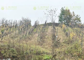 Villa Località Lago, Borgo Priolo - foto 23