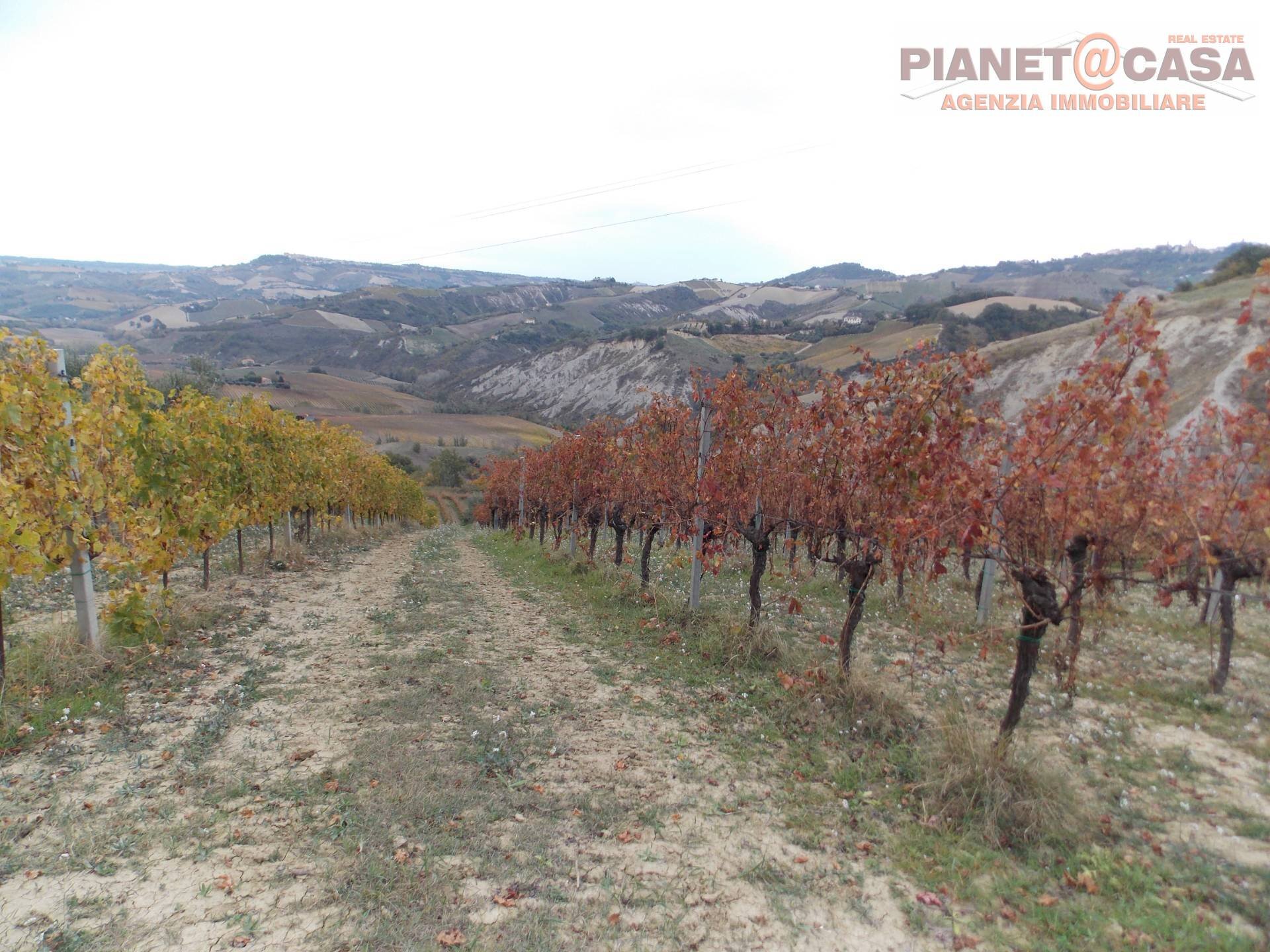 Foto 1 - Terreno agricolo Trivio, Ripatransone - foto 1