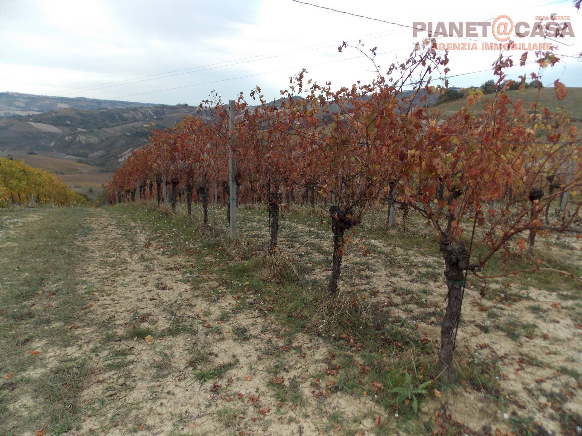 Foto 2 - Terreno agricolo Trivio, Ripatransone - foto 2