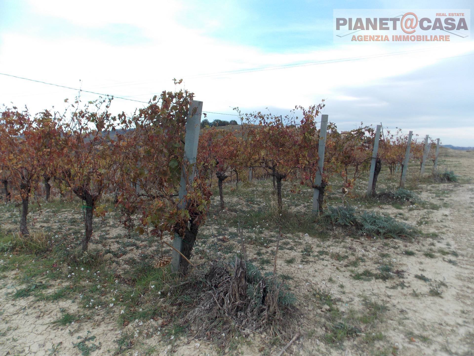 Foto 3 - Terreno agricolo Trivio, Ripatransone - foto 3