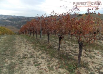 Foto 2 - Terreno agricolo Trivio, Ripatransone - foto 2